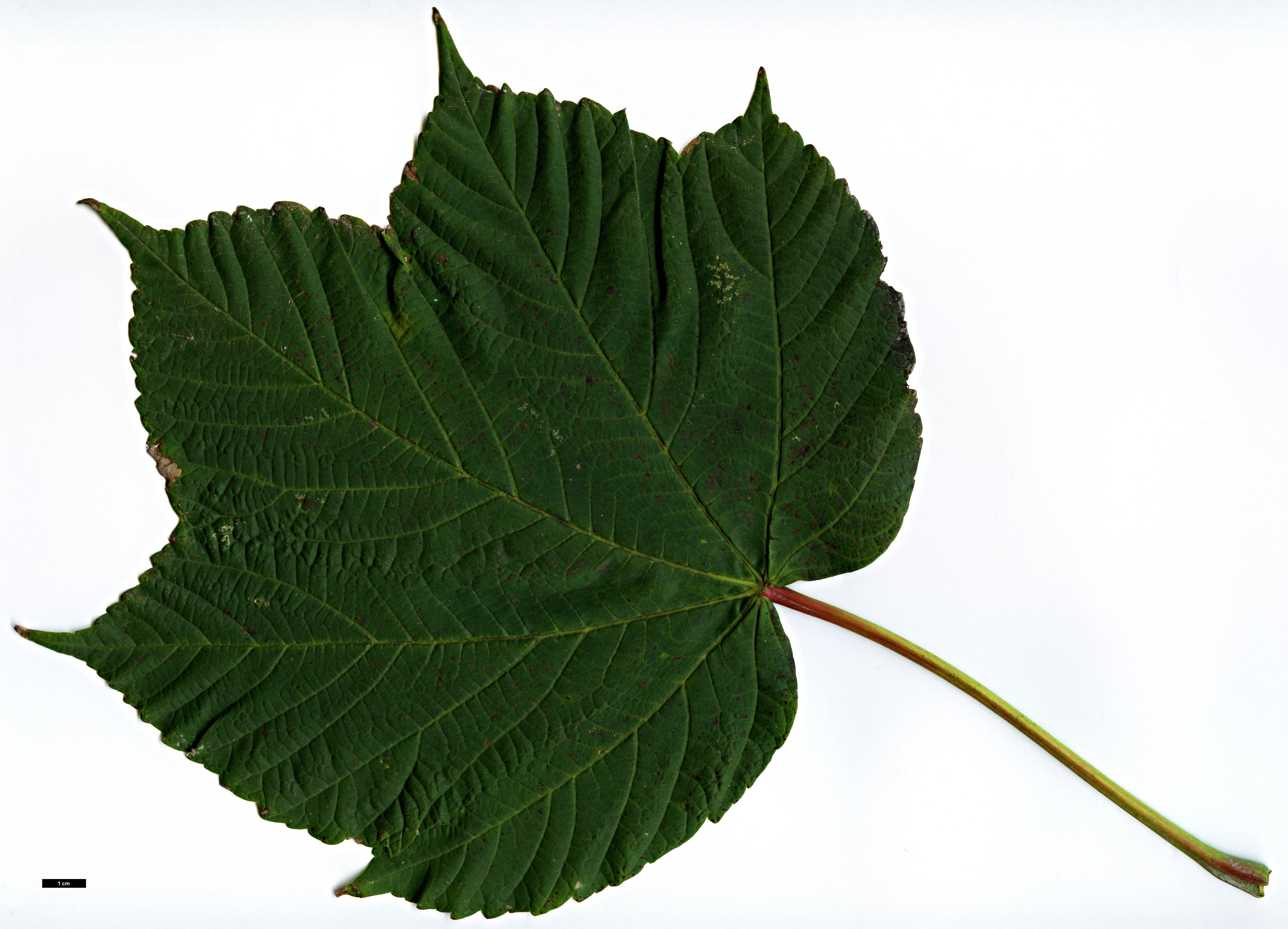 High resolution image: Family: Sapindaceae - Genus: Acer - Taxon: caesium - SpeciesSub: subsp. giraldii